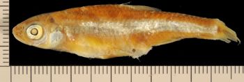 Media type: image;   Ichthyology 1683